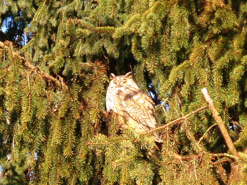 Roost gufi in pericolo ad Ostellato (Fe)